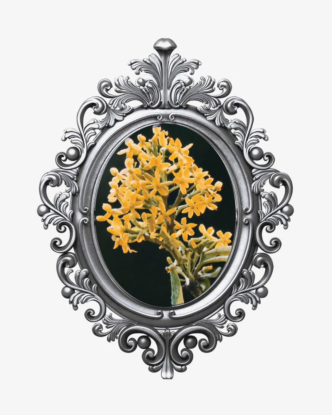 OSMANTHUS WHISPER 桂語 EAU DE PARFUM